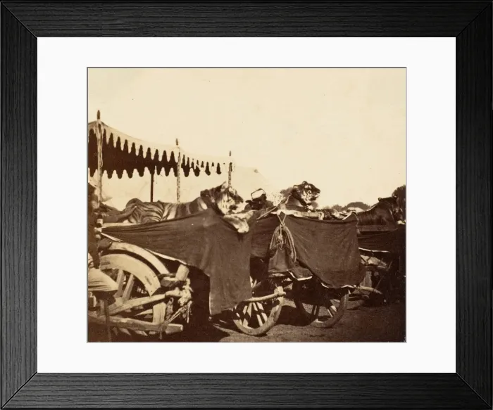 Framed Print : Tigers Presented to the Countess Canning at Agra, 1858-61. Creator: Unknown Framed Print : Tigers Presented to the Countess Canning at Agra, 1858-61. Creator: Unknown