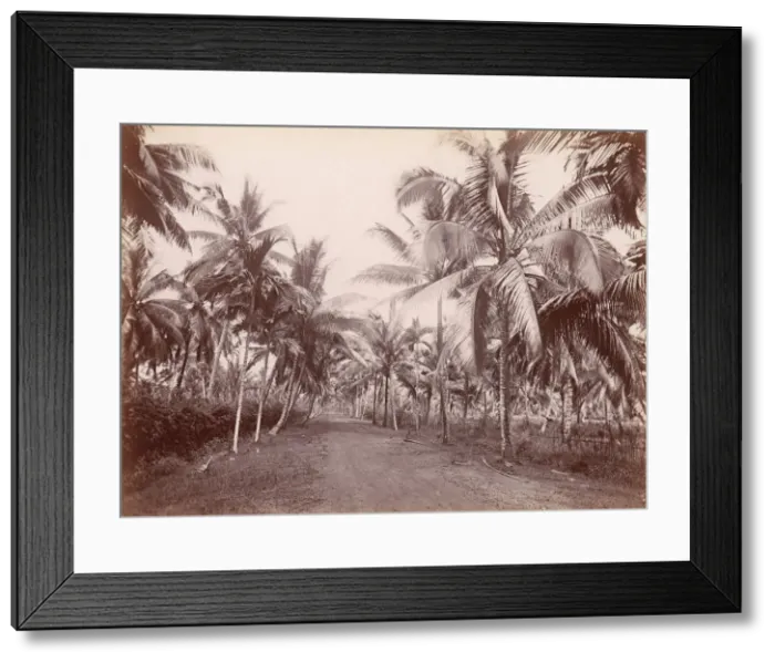 Framed Print : Chancery Lane, 1860s-70s. [Palm trees]. Creator: Unknown