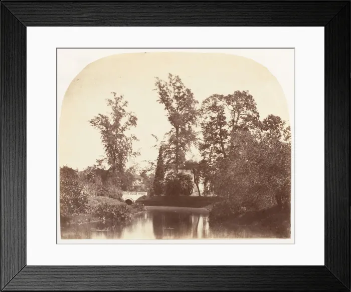 Framed Print : Casuarina Trees, Botanic Gardens, Calcutta, 1858-61. Creator: Unknown Framed Print : Casuarina Trees, Botanic Gardens, Calcutta, 1858-61. Creator: Unknown
