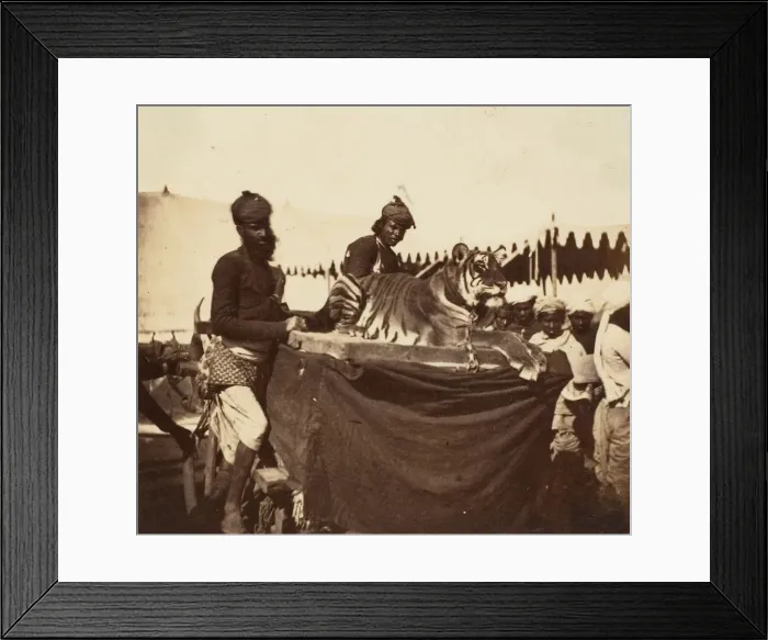 Framed Print : Tigers Presented to the Countess Canning at Agra, 1858-61. Creator: Unknown Framed Print : Tigers Presented to the Countess Canning at Agra, 1858-61. Creator: Unknown