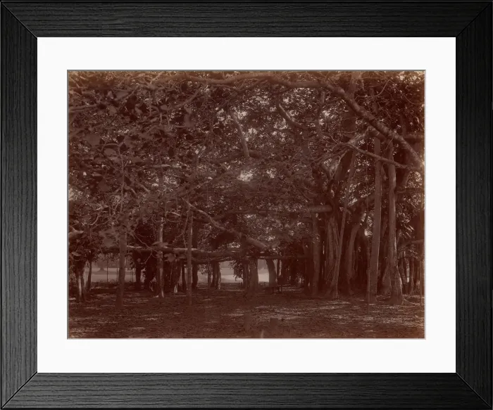 Framed Print : Interior View of Banyan Tree, Calcutta, 1860s-70s. Creator: Unknown Framed Print : Interior View of Banyan Tree, Calcutta, 1860s-70s. Creator: Unknown