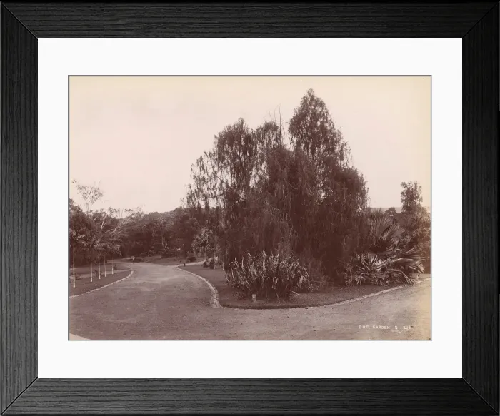 Framed Print : Botanical Garden, 1860s-70s. Creator: Unknown Framed Print : Botanical Garden, 1860s-70s. Creator: Unknown