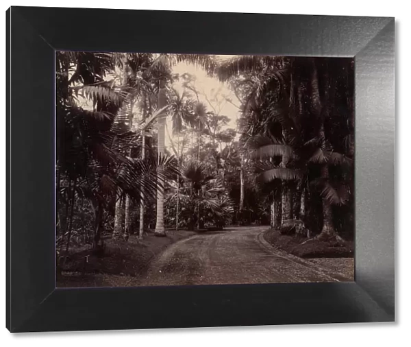 Palm Group, Bvitenzorg, Java, 1860s-70s. Creator: Unknown