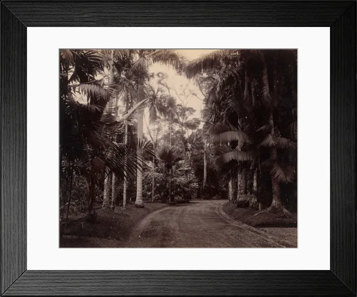 Framed Print : Palm Group, Bvitenzorg, Java, 1860s-70s. Creator: Unknown Framed Print : Palm Group, Bvitenzorg, Java, 1860s-70s. Creator: Unknown