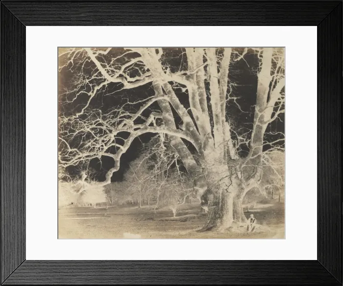 Framed Print : Spreading Oak with Seated Figure, 1850s. Creator: Unknown Framed Print : Spreading Oak with Seated Figure, 1850s. Creator: Unknown