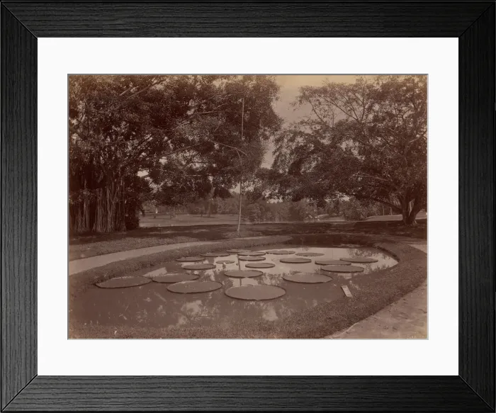 Framed Print : Victoria Regia at Botanical Garden, Udaipur, 1860s-70s. Creator: Unknown Framed Print : Victoria Regia at Botanical Garden, Udaipur, 1860s-70s. Creator: Unknown