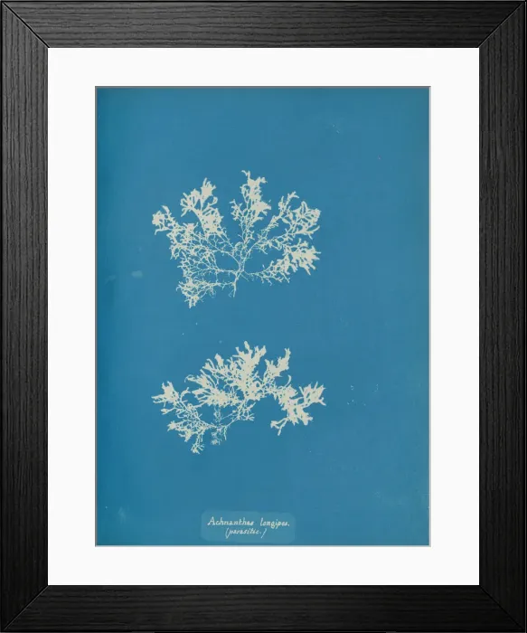 Framed Print : Achnanthes longipes. (parasitic. ), ca. 1853. Creator: Anna Atkins Framed Print : Achnanthes longipes. (parasitic. ), ca. 1853. Creator: Anna Atkins