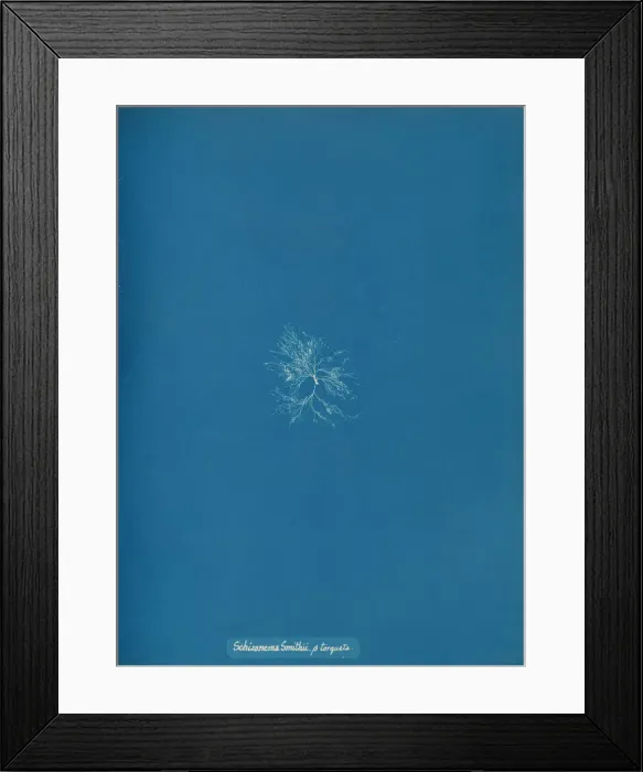 Framed Print : Schizonema Smithii, B torqata, ca. 1853. Creator: Anna Atkins Framed Print : Schizonema Smithii, B torqata, ca. 1853. Creator: Anna Atkins