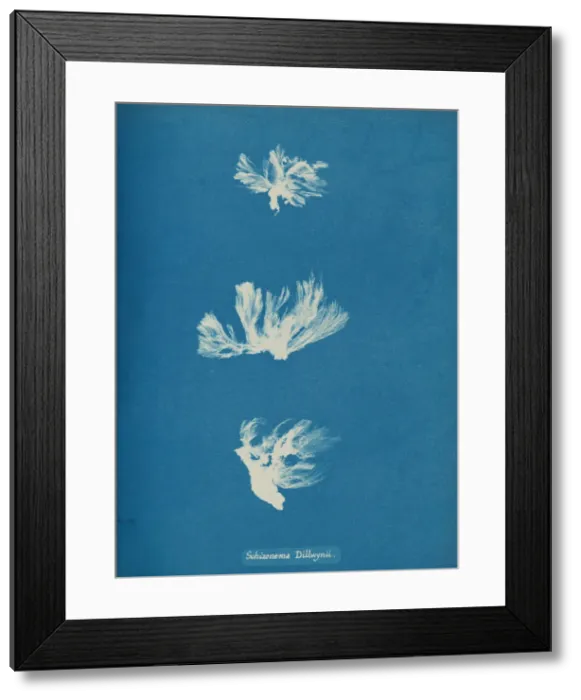 Framed Print : Schizonema Dillwynii, ca. 1853. Creator: Anna Atkins Framed Print : Schizonema Dillwynii, ca. 1853. Creator: Anna Atkins
