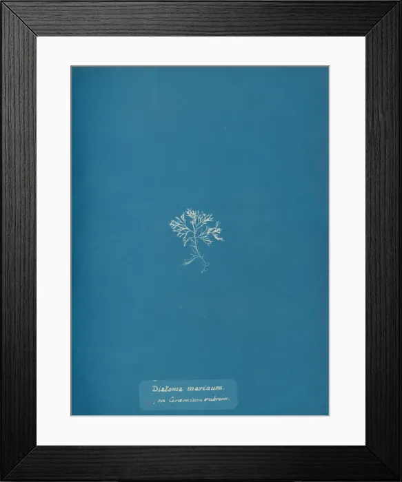 Framed Print : Diatoma marinum on Ceramium rubrum, ca. 1853. Creator: Anna Atkins Framed Print : Diatoma marinum on Ceramium rubrum, ca. 1853. Creator: Anna Atkins