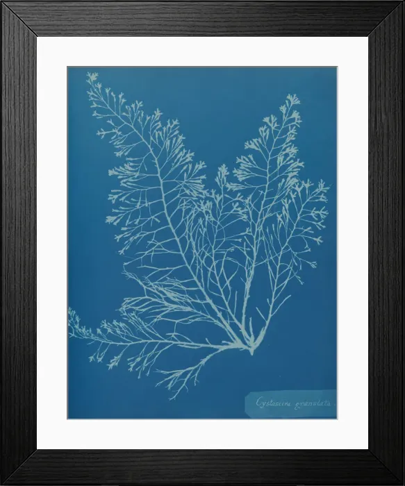 Framed Print : Cystoseira granulata, ca. 1853. Creator: Anna Atkins Framed Print : Cystoseira granulata, ca. 1853. Creator: Anna Atkins