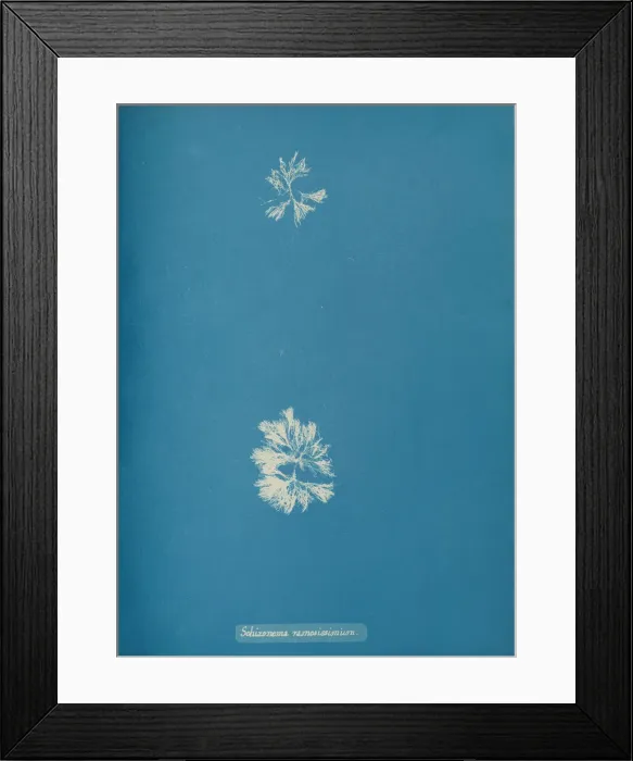 Framed Print : Schizonema ramosissimium, ca. 1853. Creator: Anna Atkins Framed Print : Schizonema ramosissimium, ca. 1853. Creator: Anna Atkins