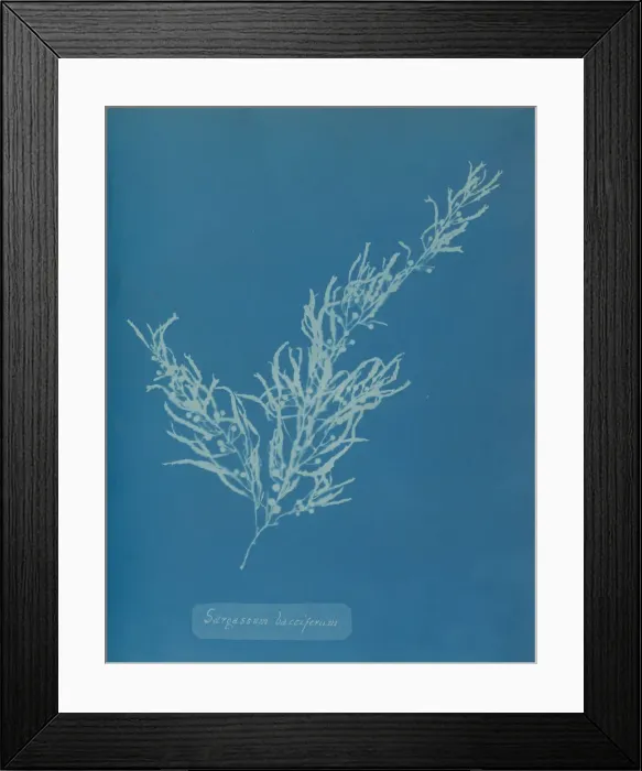 Framed Print : Sargassum bacciferum, ca. 1853. Creator: Anna Atkins Framed Print : Sargassum bacciferum, ca. 1853. Creator: Anna Atkins
