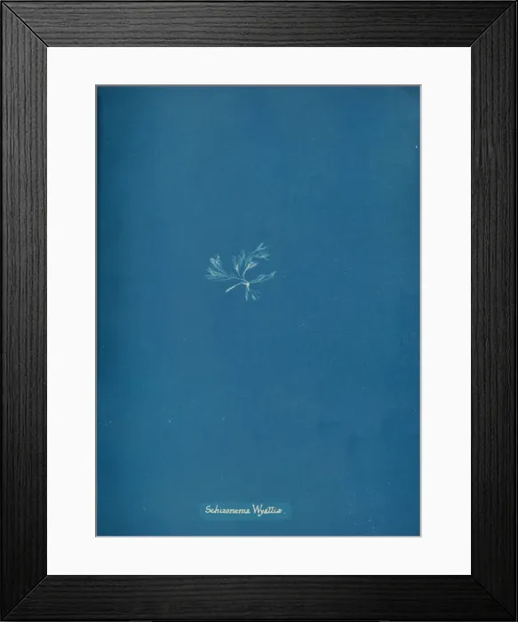 Framed Print : Schizonema Wyattiae, ca. 1853. Creator: Anna Atkins Framed Print : Schizonema Wyattiae, ca. 1853. Creator: Anna Atkins