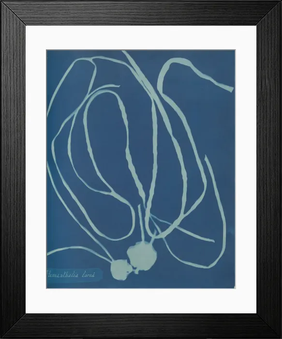 Framed Print : Himanthalia lorea, ca. 1853. Creator: Anna Atkins Framed Print : Himanthalia lorea, ca. 1853. Creator: Anna Atkins
