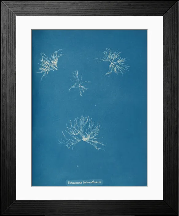 Framed Print : Schizonema helminthosum, ca. 1853. Creator: Anna Atkins Framed Print : Schizonema helminthosum, ca. 1853. Creator: Anna Atkins