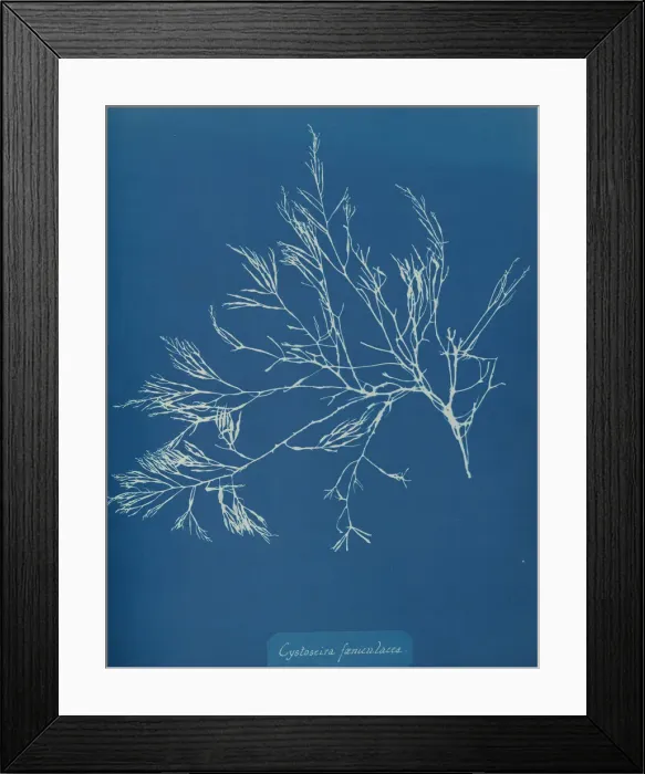 Framed Print : Cystoseira faeniculacea, ca. 1853. Creator: Anna Atkins Framed Print : Cystoseira faeniculacea, ca. 1853. Creator: Anna Atkins