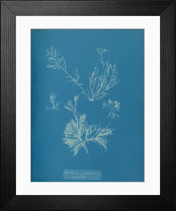 Framed Print : Exillaria crystallinum parasitic, ca. 1853. Creator: Anna Atkins Framed Print : Exillaria crystallinum parasitic, ca. 1853. Creator: Anna Atkins