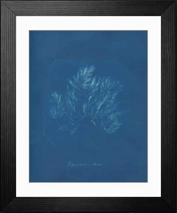 Framed Print : Polysiphonia violacea, ca. 1853. Creator: Anna Atkins Framed Print : Polysiphonia violacea, ca. 1853. Creator: Anna Atkins