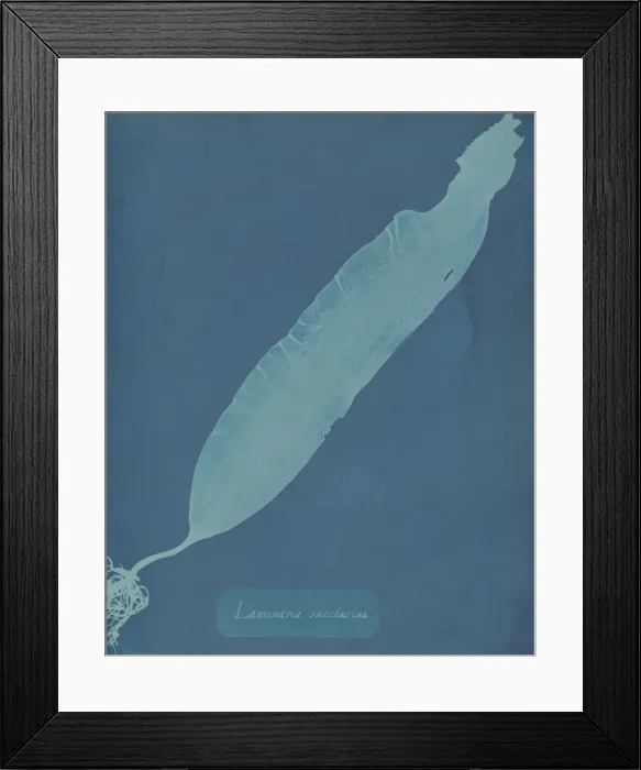 Framed Print : Laminaria saccharina, ca. 1853. Creator: Anna Atkins Framed Print : Laminaria saccharina, ca. 1853. Creator: Anna Atkins