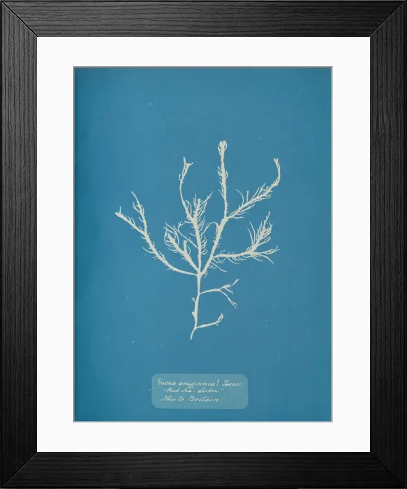 Framed Print : Fucus aeruginosus Turner. Med. Sea Sisbon New to Britain. ca. 1853 Framed Print : Fucus aeruginosus Turner. Med. Sea Sisbon New to Britain. ca. 1853