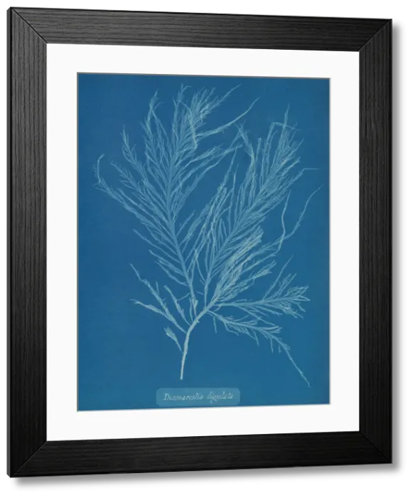 Framed Print : Desmarestia liqulata, ca. 1853. Creator: Anna Atkins Framed Print : Desmarestia liqulata, ca. 1853. Creator: Anna Atkins
