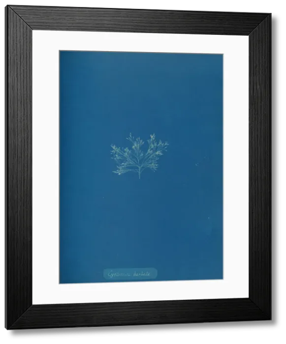 Framed Print : Cystoseira barbata, ca. 1853. Creator: Anna Atkins Framed Print : Cystoseira barbata, ca. 1853. Creator: Anna Atkins