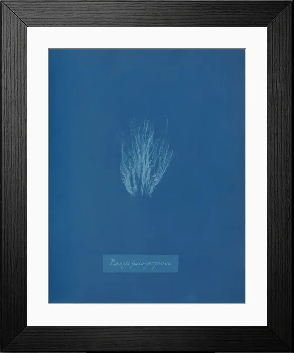 Framed Print : Bangia fusco-purpurea, ca. 1853. Creator: Anna Atkins Framed Print : Bangia fusco-purpurea, ca. 1853. Creator: Anna Atkins