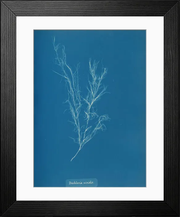 Framed Print : Dichloria viridis, ca. 1853. Creator: Anna Atkins Framed Print : Dichloria viridis, ca. 1853. Creator: Anna Atkins