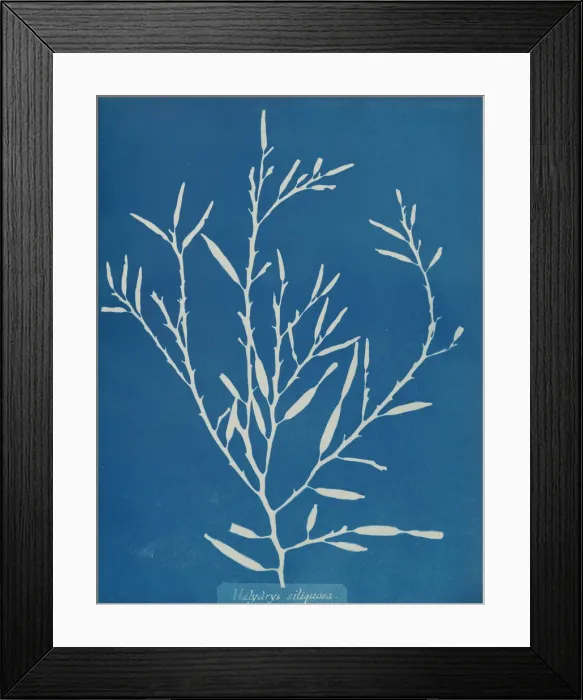 Framed Print : Halydrys siliquosa, ca. 1853. Creator: Anna Atkins Framed Print : Halydrys siliquosa, ca. 1853. Creator: Anna Atkins