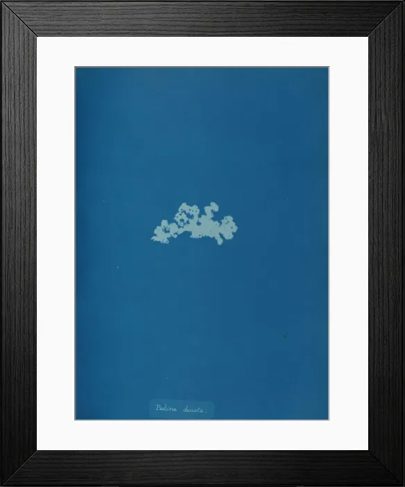 Framed Print : Padina deusta, ca. 1853. Creator: Anna Atkins Framed Print : Padina deusta, ca. 1853. Creator: Anna Atkins