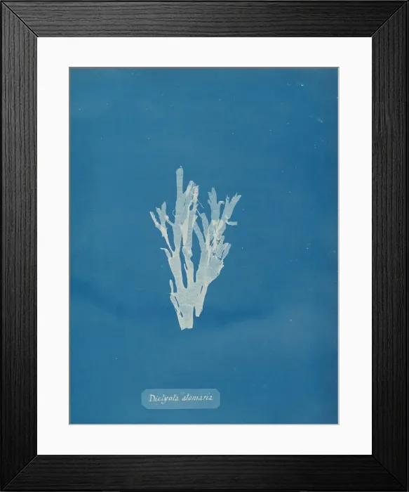Framed Print : Dictyota atomaria, ca. 1853. Creator: Anna Atkins Framed Print : Dictyota atomaria, ca. 1853. Creator: Anna Atkins