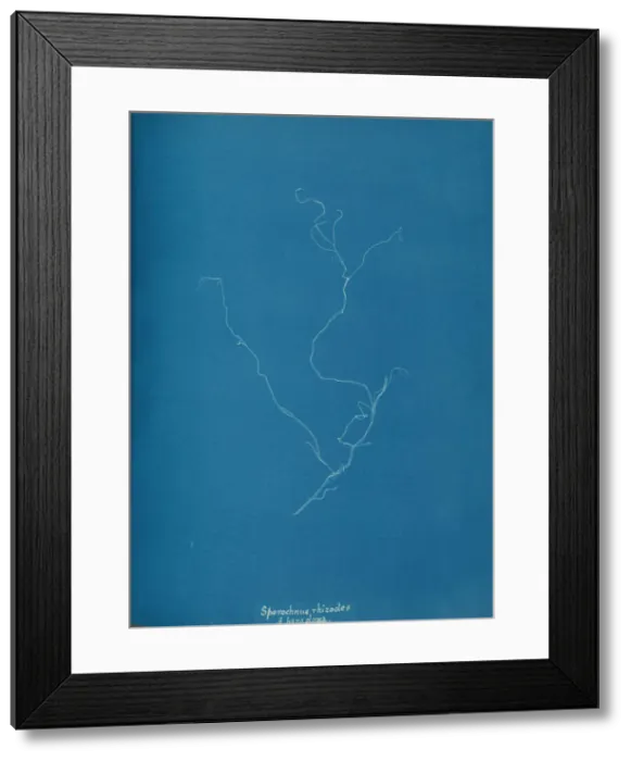 Framed Print : Sporochnius rhizodes B paracloxa, ca. 1853. Creator: Anna Atkins Framed Print : Sporochnius rhizodes B paracloxa, ca. 1853. Creator: Anna Atkins