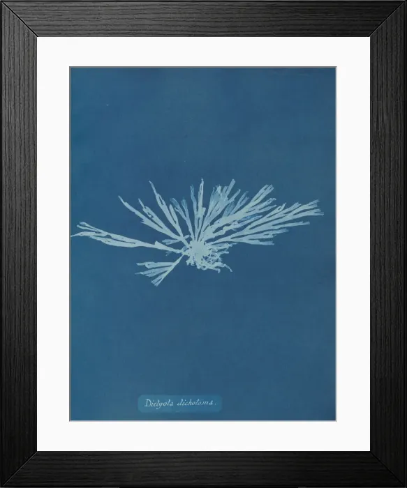 Framed Print : Dictyota dichotoma, ca. 1853. Creator: Anna Atkins Framed Print : Dictyota dichotoma, ca. 1853. Creator: Anna Atkins