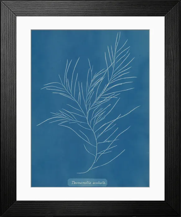 Framed Print : Desmarestia aculeata, ca. 1853. Creator: Anna Atkins Framed Print : Desmarestia aculeata, ca. 1853. Creator: Anna Atkins