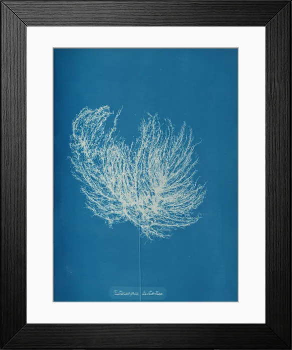 Framed Print : Ectocarpus distantus, ca. 1853. Creator: Anna Atkins Framed Print : Ectocarpus distantus, ca. 1853. Creator: Anna Atkins