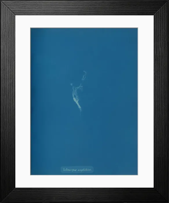 Framed Print : Ectocarpus amphibius, ca. 1853. Creator: Anna Atkins Framed Print : Ectocarpus amphibius, ca. 1853. Creator: Anna Atkins