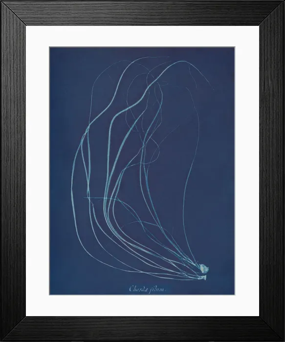 Framed Print : Chorda filum, ca. 1853. Creator: Anna Atkins Framed Print : Chorda filum, ca. 1853. Creator: Anna Atkins