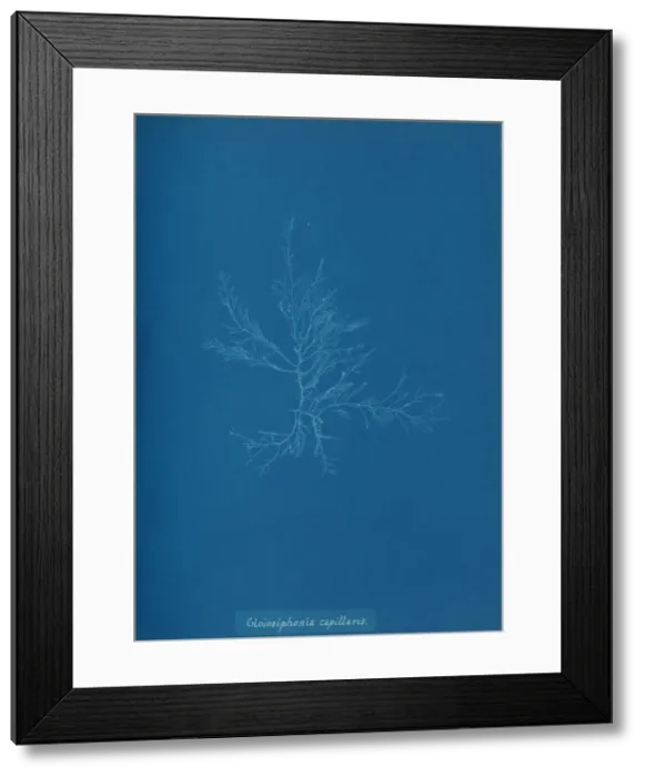 Framed Print : Gloisiphonia capillaris, ca. 1853. Creator: Anna Atkins Framed Print : Gloisiphonia capillaris, ca. 1853. Creator: Anna Atkins