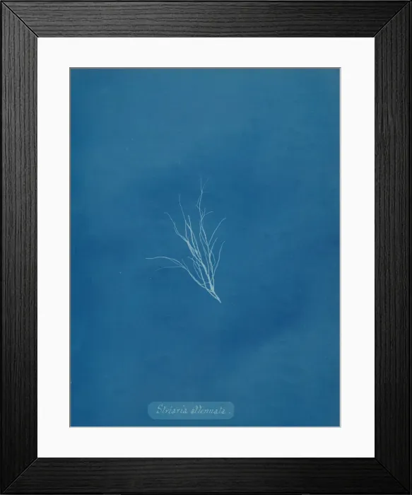 Framed Print : Striaria attenuata, ca. 1853. Creator: Anna Atkins Framed Print : Striaria attenuata, ca. 1853. Creator: Anna Atkins