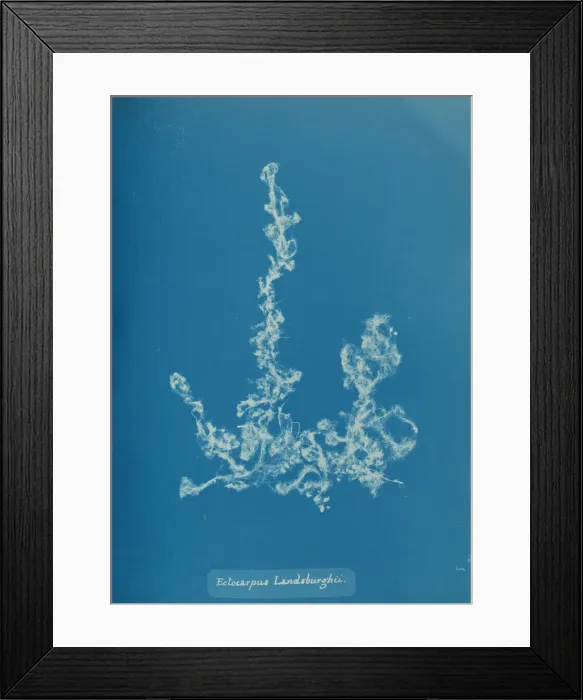 Framed Print : Ectocarpus Landsburghii, ca. 1853. Creator: Anna Atkins Framed Print : Ectocarpus Landsburghii, ca. 1853. Creator: Anna Atkins
