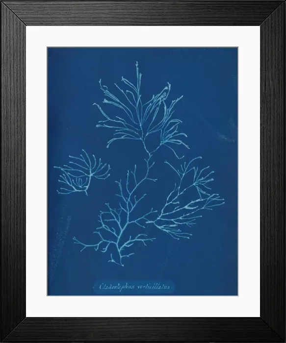 Framed Print : Cladostephus verticillatus, ca. 1853. Creator: Anna Atkins Framed Print : Cladostephus verticillatus, ca. 1853. Creator: Anna Atkins
