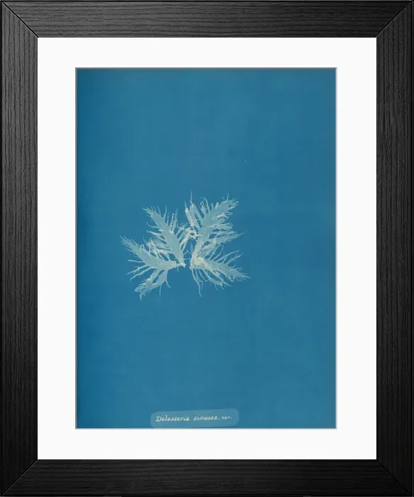 Framed Print : Delesseria sinvosa, var. ca. 1853. Creator: Anna Atkins Framed Print : Delesseria sinvosa, var. ca. 1853. Creator: Anna Atkins