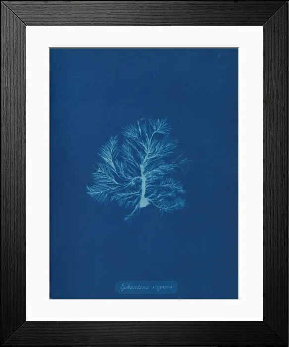 Framed Print : Sphacelaria scoparia, ca. 1853. Creator: Anna Atkins Framed Print : Sphacelaria scoparia, ca. 1853. Creator: Anna Atkins
