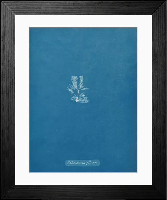 Framed Print : Sphacelaria filicina, ca. 1853. Creator: Anna Atkins Framed Print : Sphacelaria filicina, ca. 1853. Creator: Anna Atkins