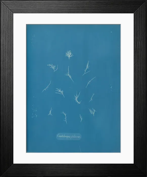 Framed Print : Grateloupia filicina, ca. 1853. Creator: Anna Atkins Framed Print : Grateloupia filicina, ca. 1853. Creator: Anna Atkins