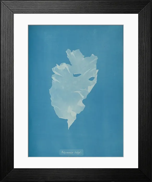 Framed Print : Kalymenia dubyi, ca. 1853. Creator: Anna Atkins Framed Print : Kalymenia dubyi, ca. 1853. Creator: Anna Atkins