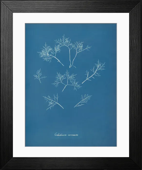 Framed Print : Gelidium corneum, ca. 1853. Creator: Anna Atkins Framed Print : Gelidium corneum, ca. 1853. Creator: Anna Atkins