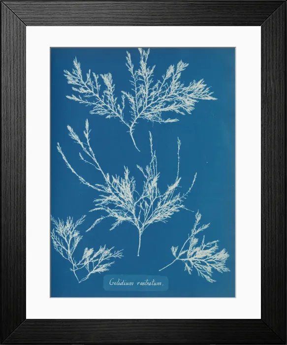 Framed Print : Gelidium rostratum, ca. 1853. Creator: Anna Atkins Framed Print : Gelidium rostratum, ca. 1853. Creator: Anna Atkins