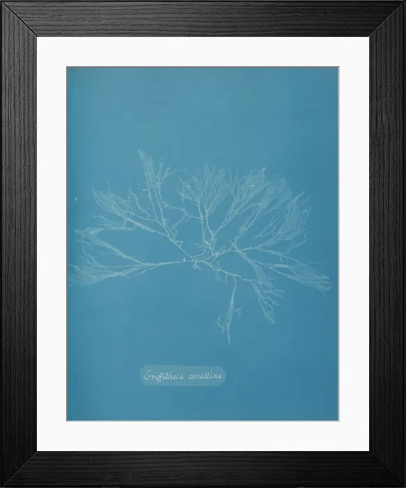 Framed Print : Griffithsia corallina, ca. 1853. Creator: Anna Atkins Framed Print : Griffithsia corallina, ca. 1853. Creator: Anna Atkins